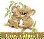 Gif gros câlins koala